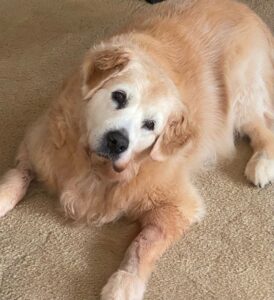 What is Old Dog Disease Understanding Vestibular Disease in Senior Dogs