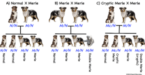 What is the Double Merle Gene